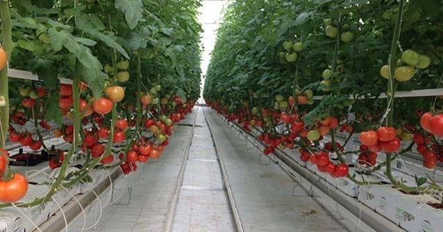 تصویر 3 از نشا گوجه فرنگی گلخانه ای با رشد یکنواخت و عملکرد بالا